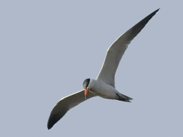 Räyskä, Caspian Tern, Hydroprogne caspia